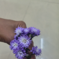 Drisya-Freelancer in Thiruvananthapuram,India