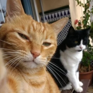 成都西门麻将教父-Freelancer in Cheng Du Shi,China