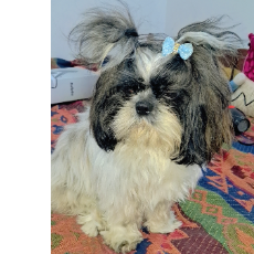 Sania Singh-Freelancer in Jalandhar,India