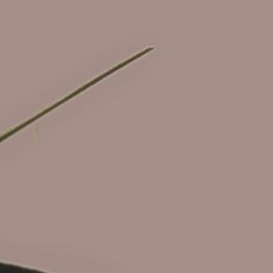 Maryam Akinsoji-Freelancer in Accrington,United Kingdom