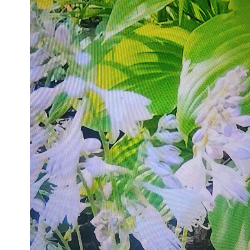 Fixa Jaaan-Freelancer in Pahloo,India