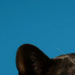 Sachintha Dilshan-Freelancer in Pannipitiya,Sri Lanka