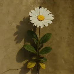 MR.dhanau-Freelancer in Colombo,Sri Lanka