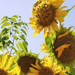 Kriti Tanwar-Freelancer in Ghaziabad,India