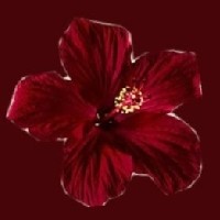 Banele Mahlangu-Freelancer in Pretoria,South Africa