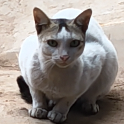 Sohel Samad Khan-Freelancer in Andhar Nayan,India