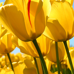 Muhammad Ramzan-Freelancer in Fort Abbas,Pakistan