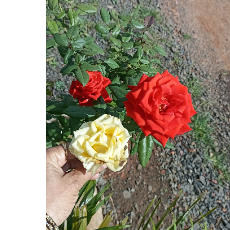 Sheetal Melavanki-Freelancer in Bailhongal,India