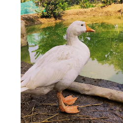 Supriya Kumari-Freelancer in Harnaut,India