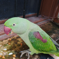 Miss Ridhi-Freelancer in Palampur,India