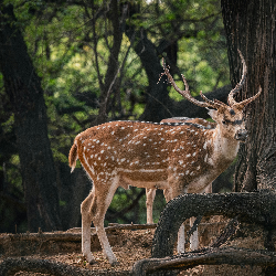 Riyaz Shaikh-Freelancer in Solapur,India