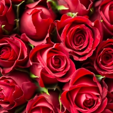 Afran Hussain-Freelancer in ,India