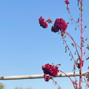 Ashu -Freelancer in Bhopal,India