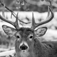 Nyambura Darius-Freelancer in Nairobi,Kenya