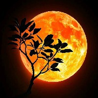 Chandima Disanayaka-Freelancer in Anuradhapura,Sri Lanka