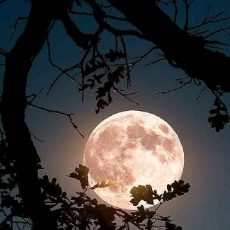 Md Parvez Hasan-Freelancer in Joypur Hāt,Bangladesh