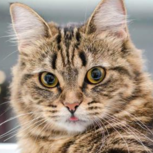 Mark Tarshykov-Freelancer in Dnipro,Ukraine