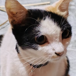 Calon Sukses-Freelancer in bogor,Indonesia