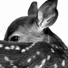 Alya Azizah-Freelancer in Surabaya,Indonesia