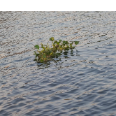 Jothika-Freelancer in Madurai,India