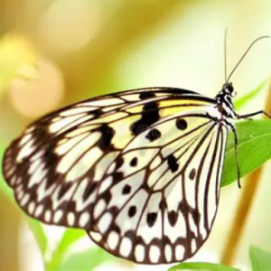 Chamani Piyumika-Freelancer in Colombo,Sri Lanka