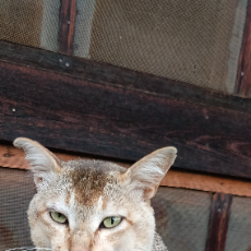 Sonam Yangchen-Freelancer in ཐིམ་ཕུ,Bhutan