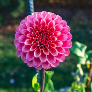 Desi Windasari-Freelancer in ,Indonesia