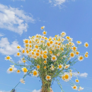 Agatha Arora-Freelancer in Panipat,India