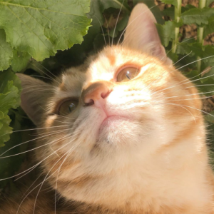 Hoang Nguyen-Freelancer in Viet Nam,Vietnam