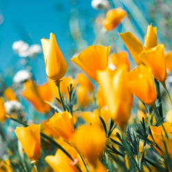 Monjurima Begum-Freelancer in Dhaka,Bangladesh