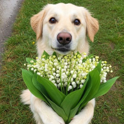 Rydev Xoe-Freelancer in Mandalay,Myanmar