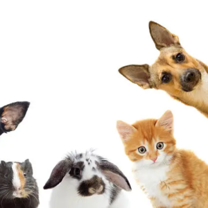 KARAN-Freelancer in Pratapgarh,India