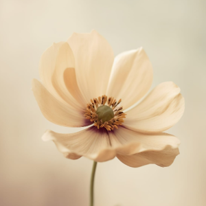 Shreya Painkra-Freelancer in Chhattisgarh,India