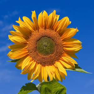 Amita Pal-Freelancer in Bengaluru,India