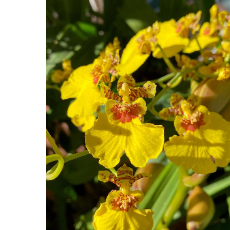 Luna Evrin-Freelancer in Bengaluru,India