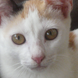 Pawan Prabashwara-Freelancer in Ja-Ela,Sri Lanka