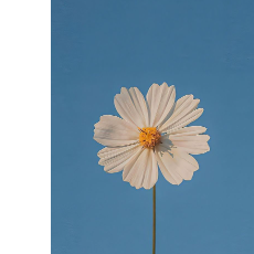 Aryan Chaudhary-Freelancer in Nagpur,India