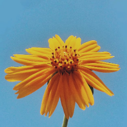 Vaishnavi Bhartee-Freelancer in Patna,India