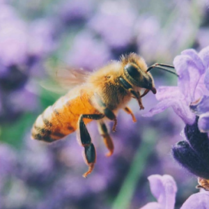 Mirta Bortolotti-Freelancer in York,United Kingdom