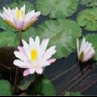 Samir Waliullah-Freelancer in Dhaka,Bangladesh