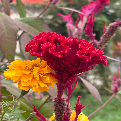 Software development company-Freelancer in Mohali,India