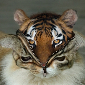 Sabiya-Freelancer in Dharwad,India